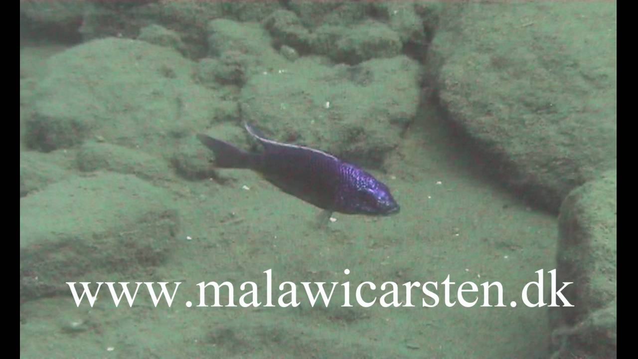 Copadichromis verduyni Namitumbu 2009