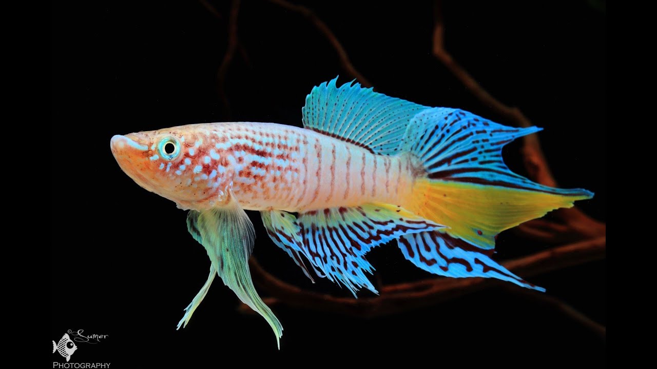 blue gularis killifish hatching from the eggs