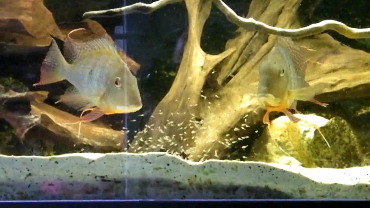 Geophagus altifrons toncantins with fry