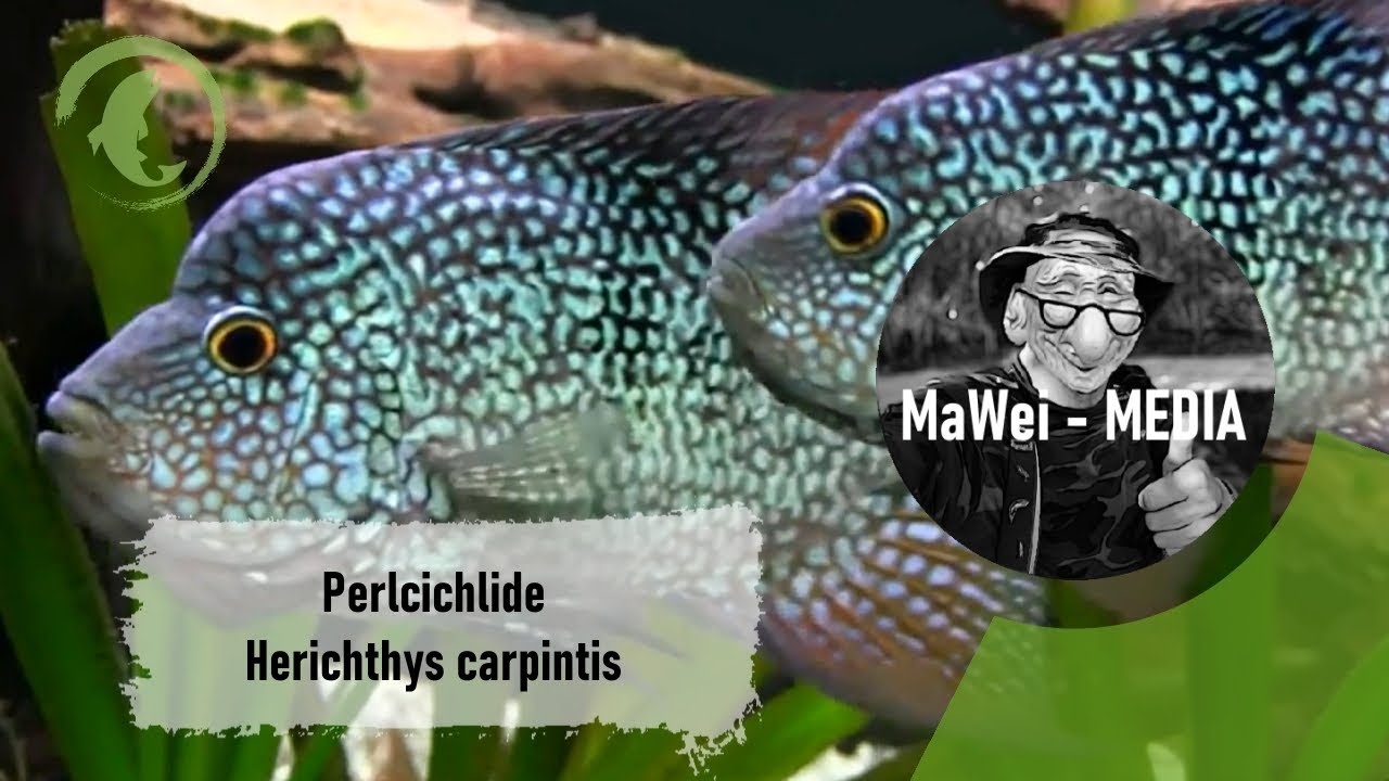 Perlcichlide - Herichthys carpintis @Erlebnispark Meeresaquarium Zella-Mehlis