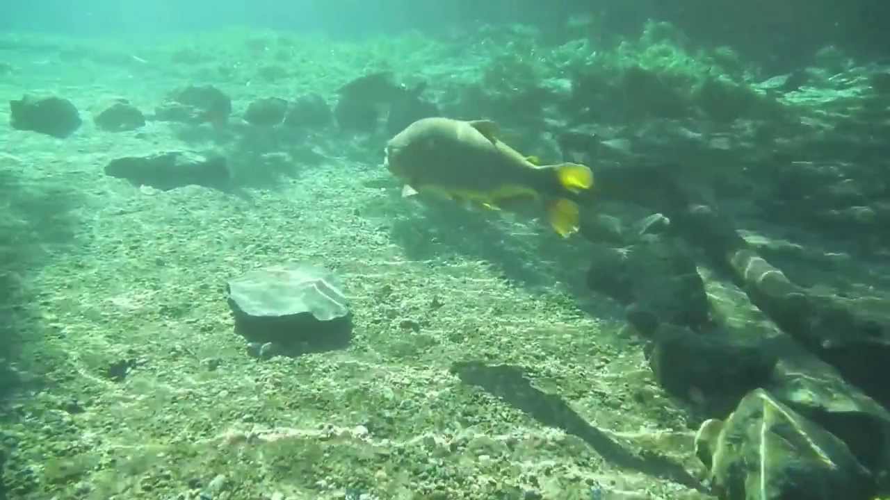 Snorkeling at Rio da Prata - Golden Dorado (Salminus brasiliensis)