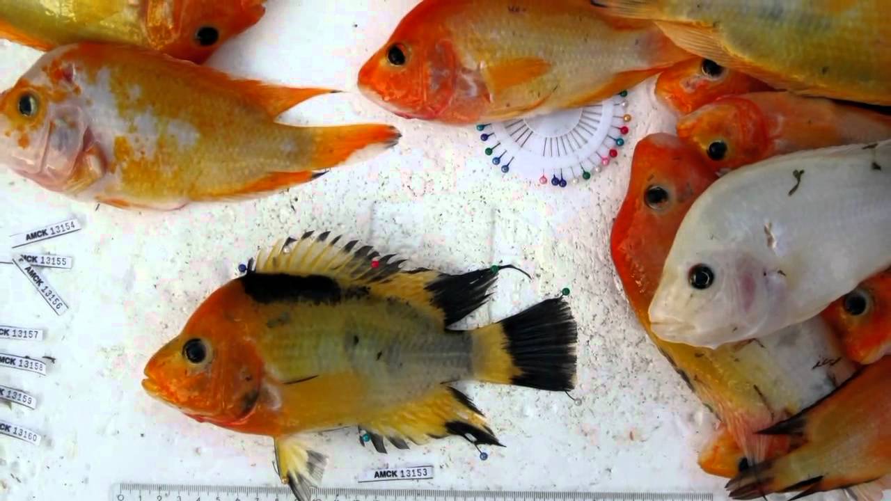 Henrik Kusche and the Cichlids