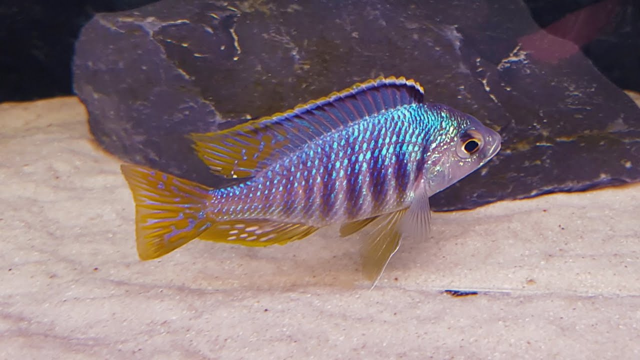 Placidochromis Jalo Reef