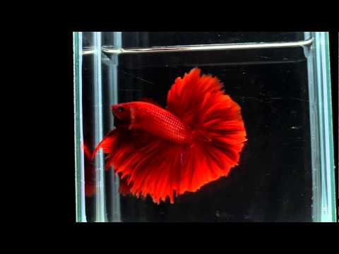 { Sold out } Betta Splendens : (0811-4) Super Red Halfmoon Singletail Male