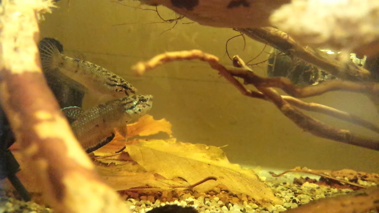 Betta simplex  breeding