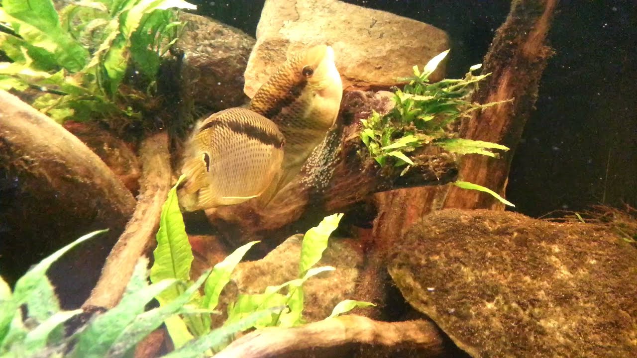 Filmpje  Mesonauta  guyanae  met  eitjes   45  sec       1 3 2016