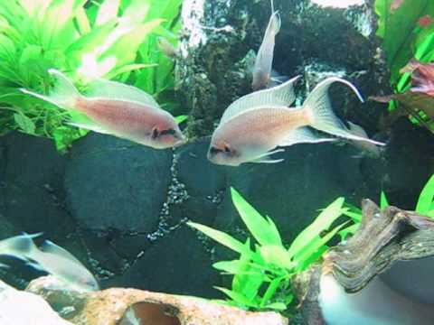 neolamprologus brichardi vs pulcher - fight