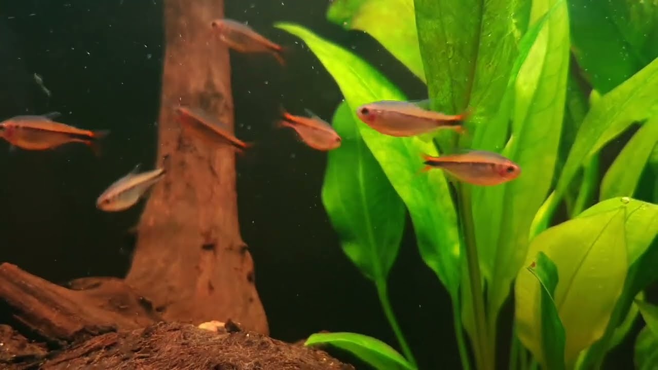 Hyphessobrycon myrmex bij Aquarium Speciaalzaak Utaka