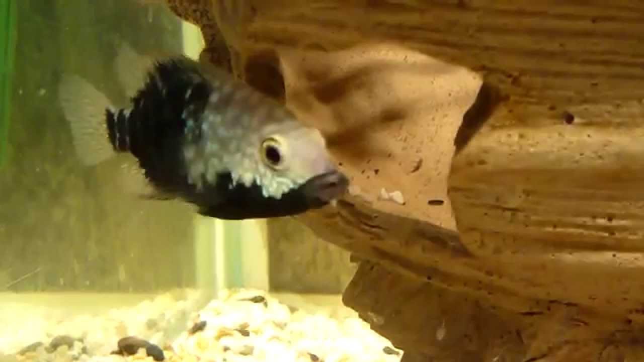 Texas Cichlid Parents protecting fry!!!