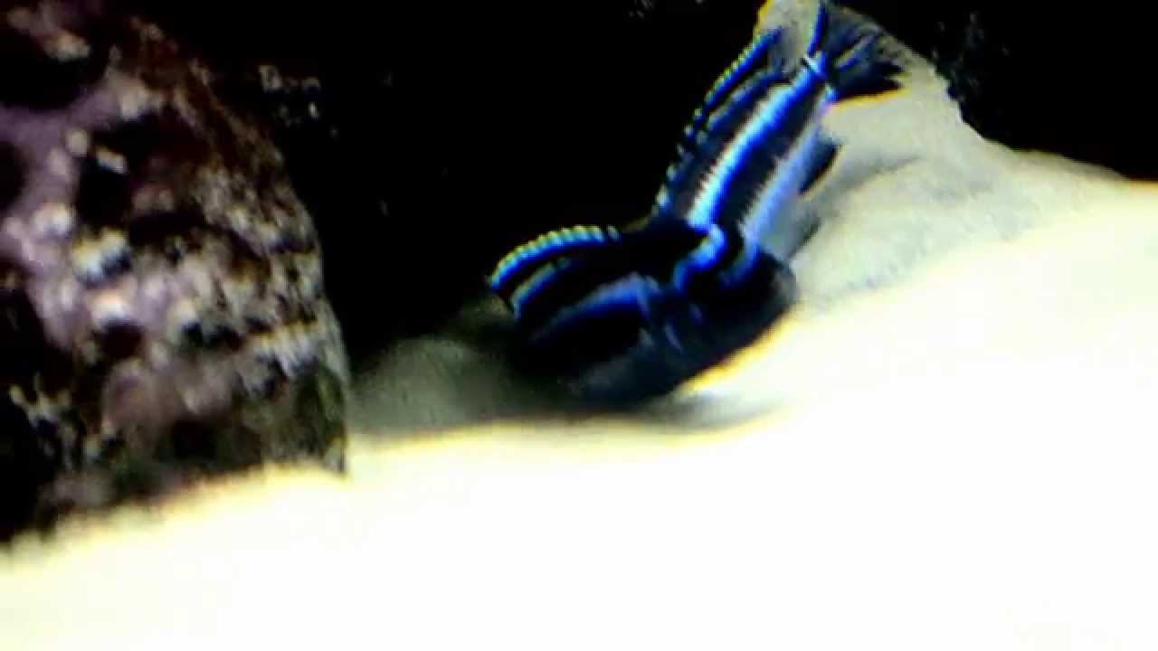 Pseudotropheus ( Melanochromis ) Cyaneorhabdos Maingano spawning