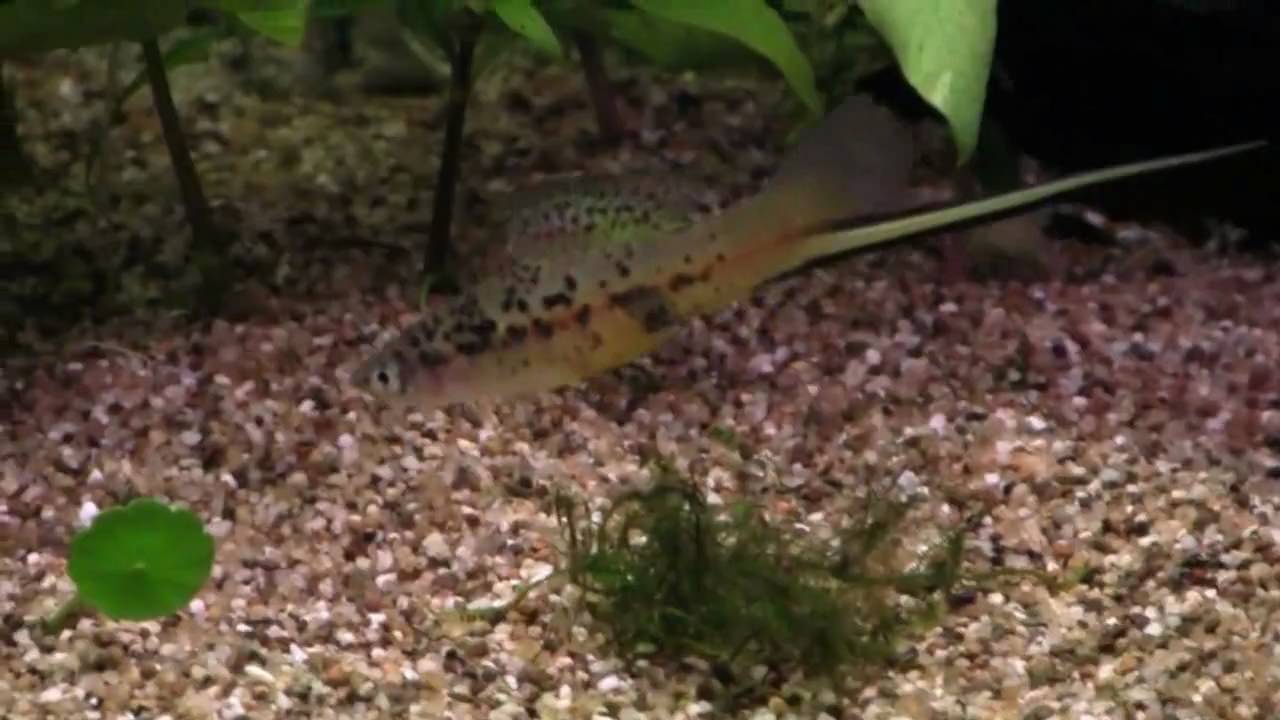 Xiphophorus helleri - Zwaarddrager