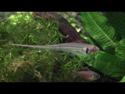 Eigenmannia virescens.mp4