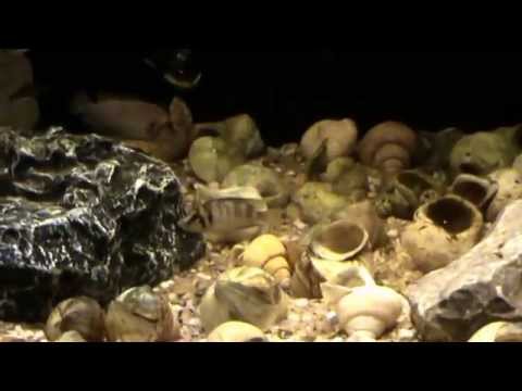 altolamprologus compressiceps shell sumbu area  09-02-15