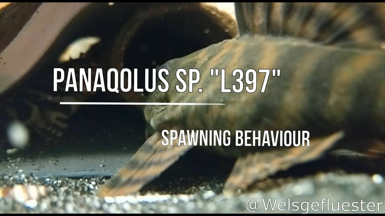 Panaqolus sp. "L397" Spawning Behaviour