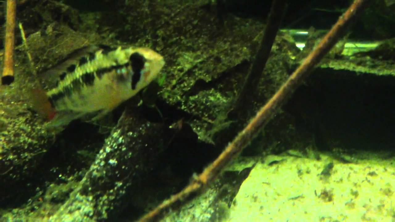 True Viejita and fry