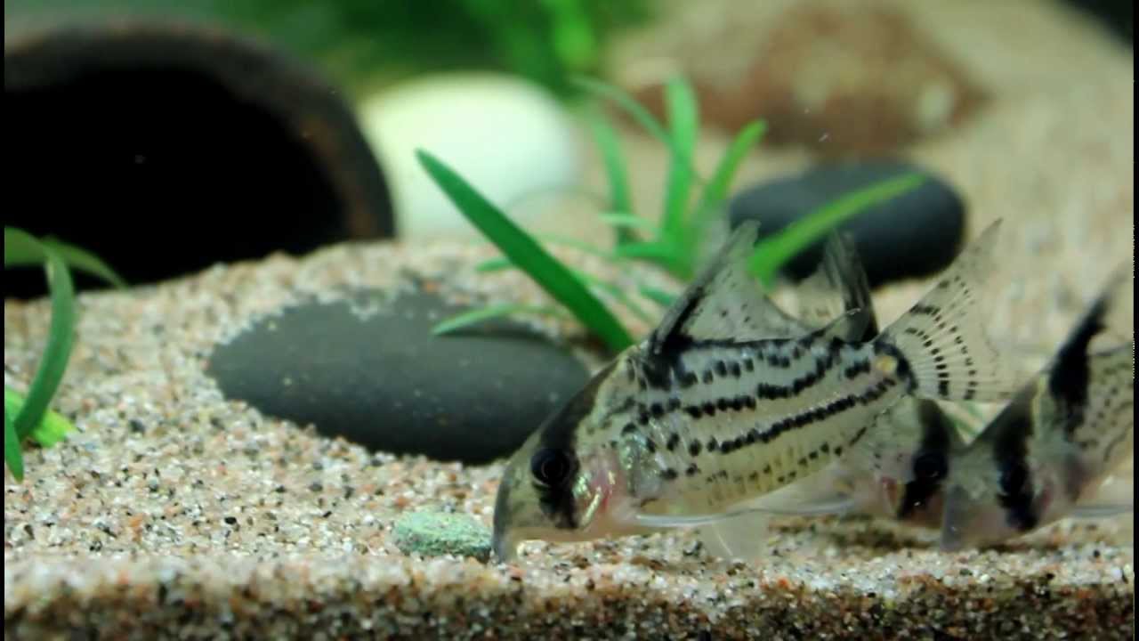 Corydoras Schwartzi