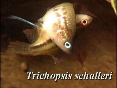 Knurrender Gurami Trichopsis schalleri