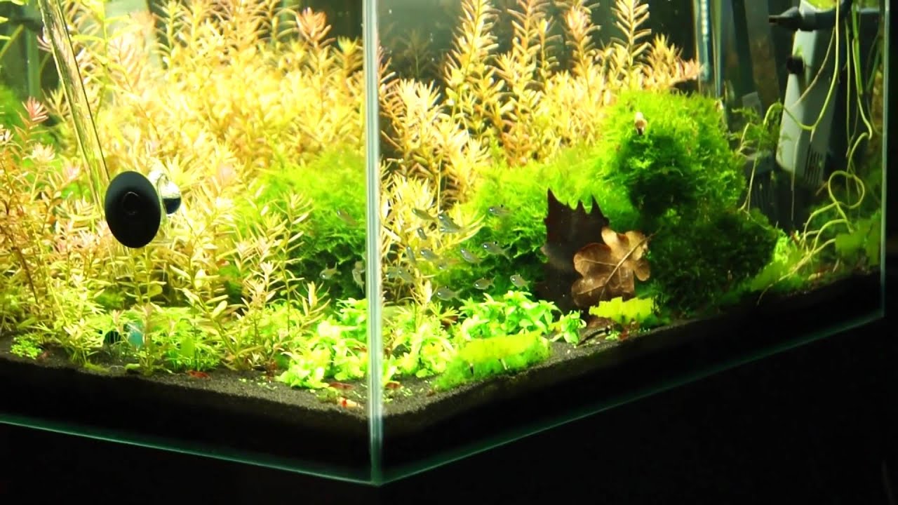 Rasbora dorsiocellata macrophthalma, Leuchtaugenbärbling