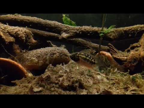 Nanacara aureocephalus crique Coco