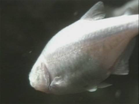 Blind Mexican tetra / Blinder Höhlensalmler @ Kölner Zoo [42/52]