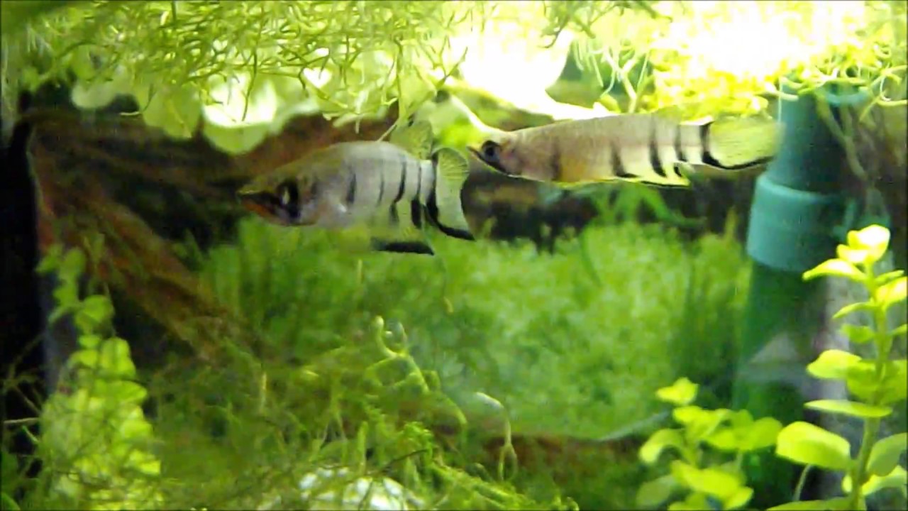 Querbandhechtling Epiplatys dageti dageti ( Killifish Aquarium Разведение щучки )