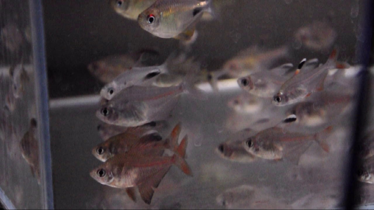 Hyphessobrycon robertsi display