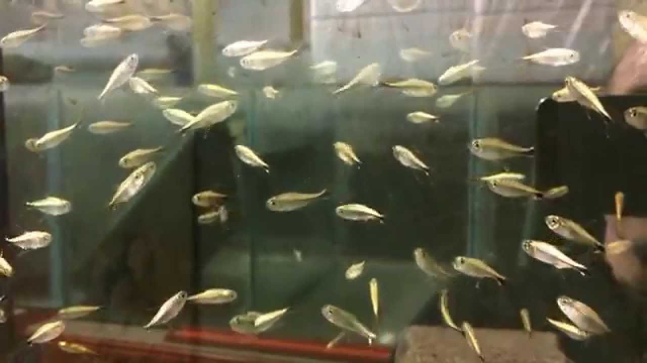 Gold Tetra (Hemigrammus rodwayi) Freshwater Aquatics (UK) Ltd £2.20 each.