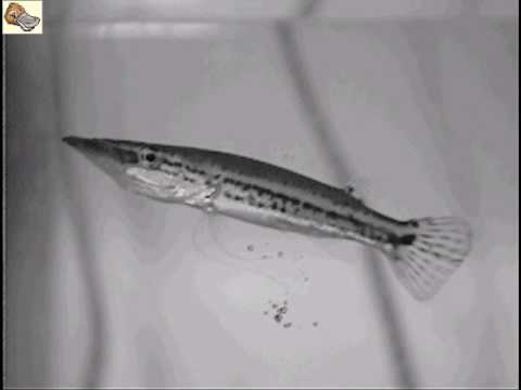 Luciocephalus pulcher, Pikehead