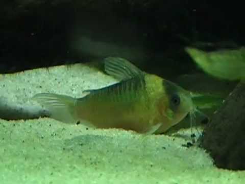 Corydoras nijsseni