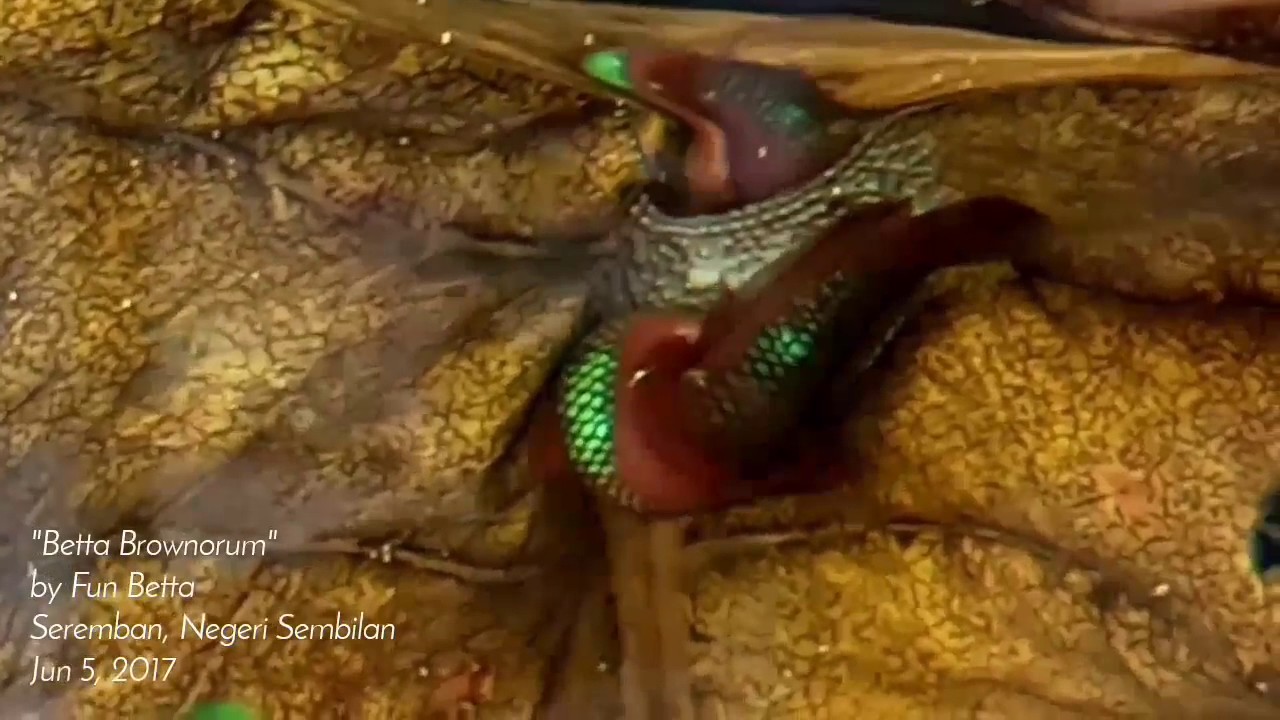 Betta brownorum spawning