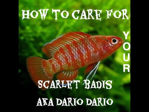 How To Care For Your Scarlet Badis aka Dario Dario