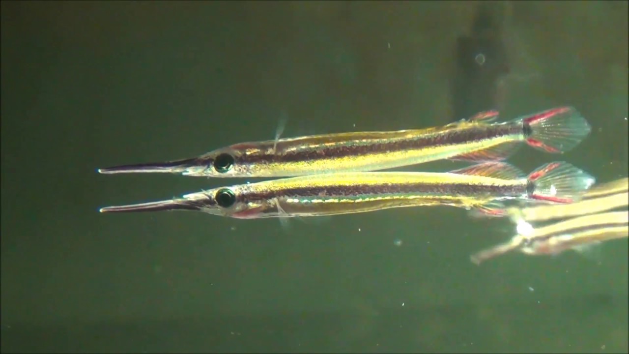 Eierlegender Halbschnabelhecht, Hemirhamphodon tengah