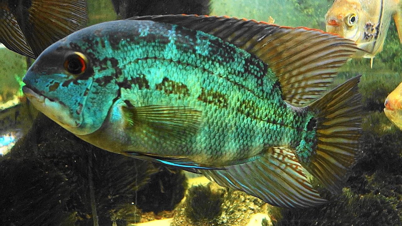 A wild caught pair of Hoplarchus psittacus guarding their latest spawn