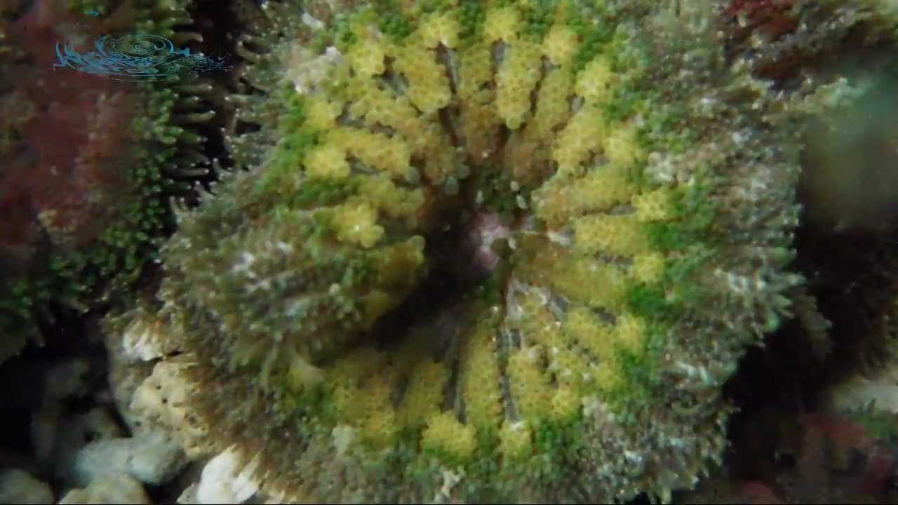 Orange - Yellow Mini Carpet Anemone (Stichodactyla Tapetum) || AquaFishViet.com