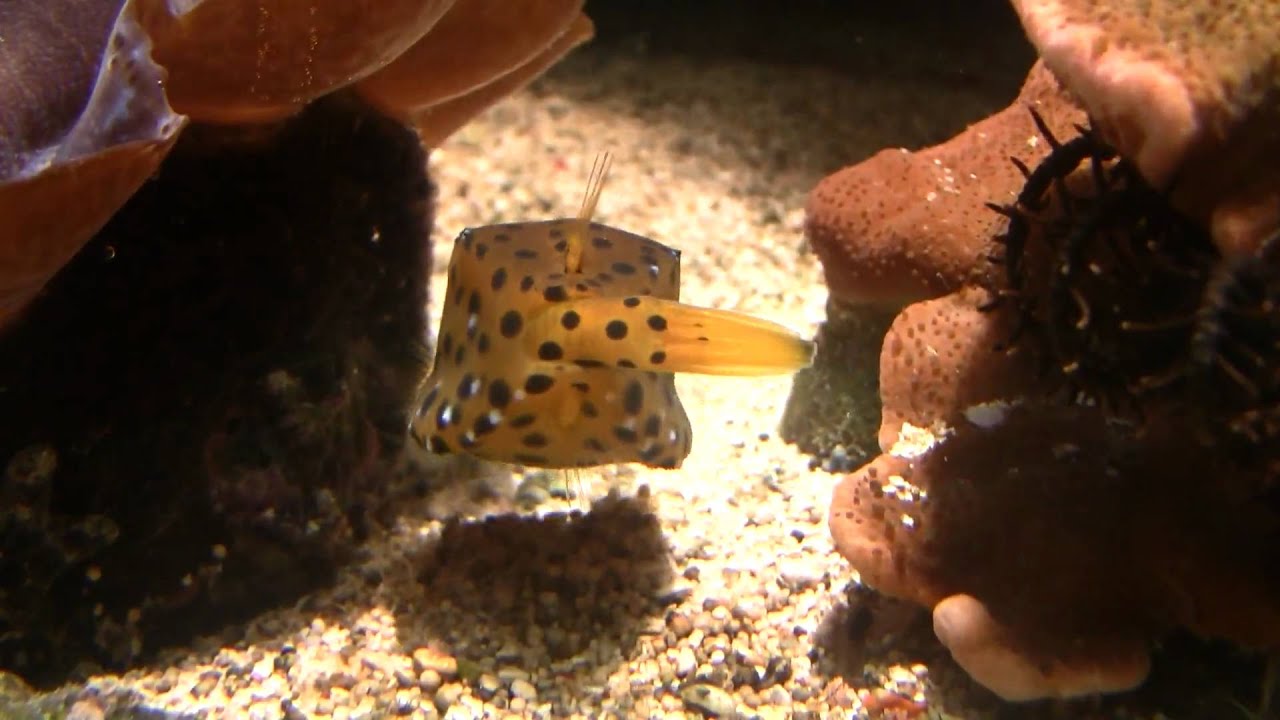 Boxfish (Ostracion cubicus) / Gelbbrauner Kofferfisch [1]