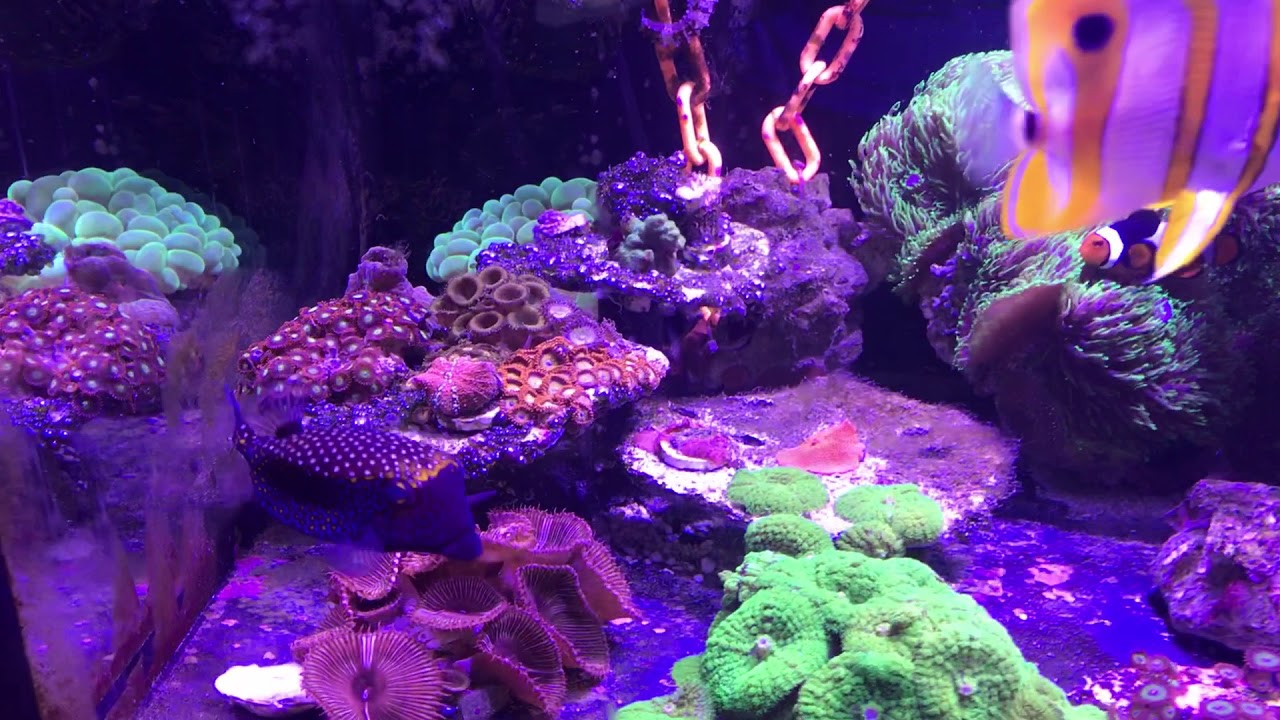 Ostracion meleagris boxfish that would not eat