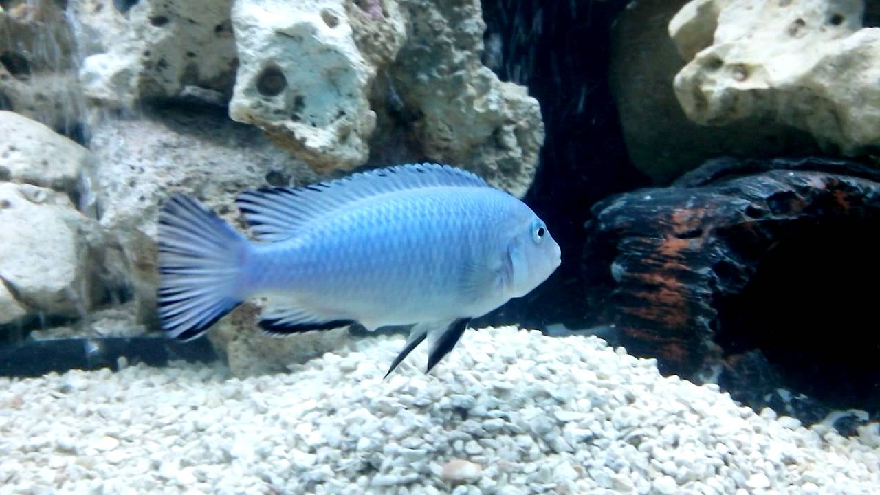 Ciclideo Socolofi : construindo sua casa