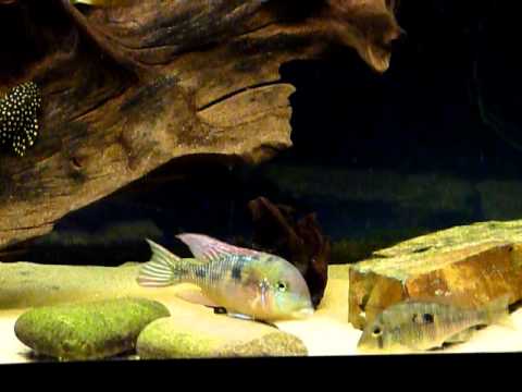 Gymnogeophagus labiatus 1