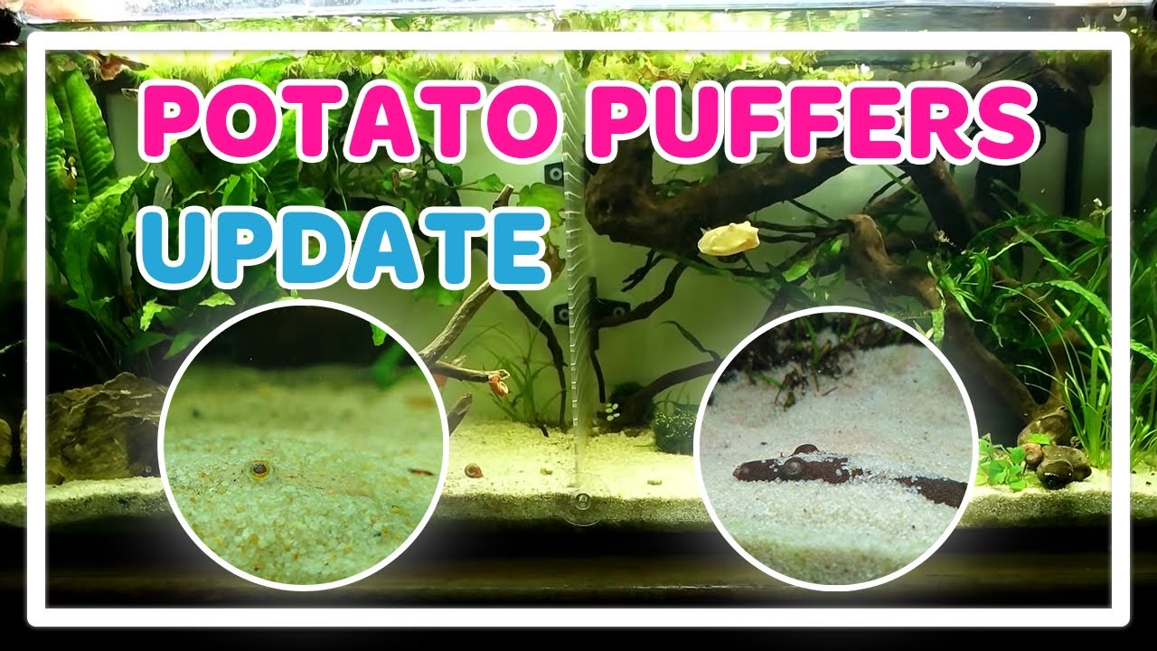 POTATO PUFFER FISH (TETRAODON MIURUS) UPDATE + FEEDING