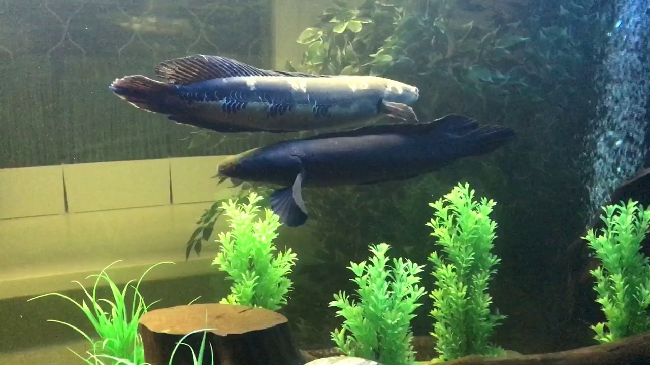 Channa Marulius - Channa Marulioides