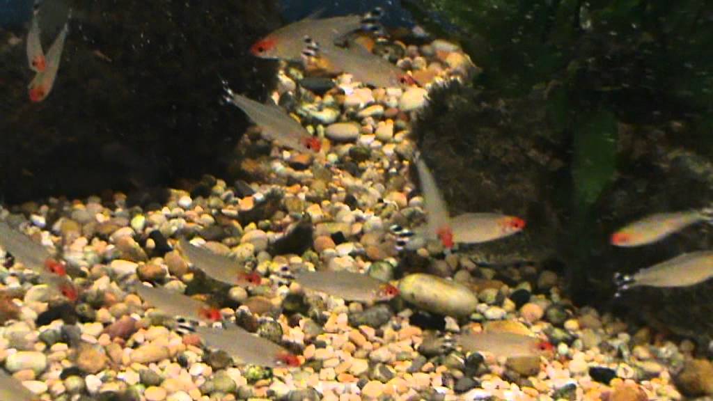 Large Rummynose Tetra (Hemigrammus rhodostomus / bleheri) for sale at Tyne Valley Aquatics