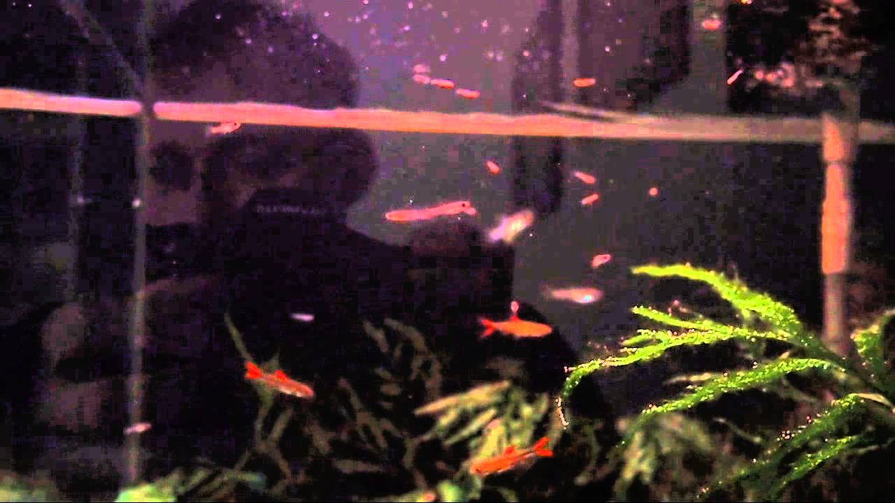 poropanchax myersi and ladigesia roloffi