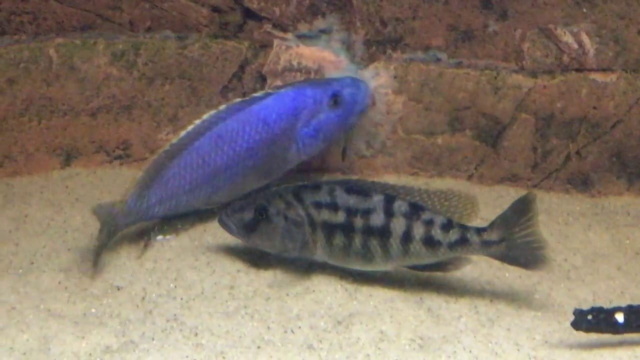 Tyrannochromis nigriventer Matema breeding at PISCES farm