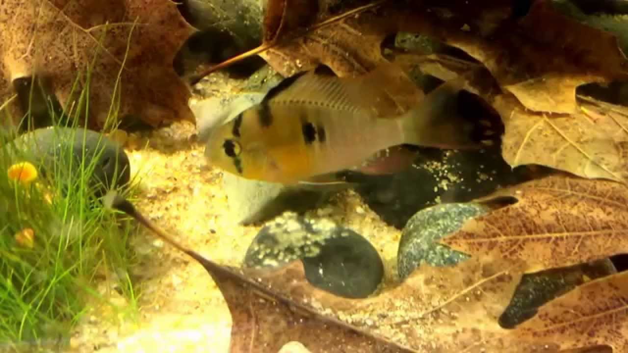 Dwarf Bolivian Ram Cichlids Protecting Their Spawn (Mikrogeophagus Altispinosus)