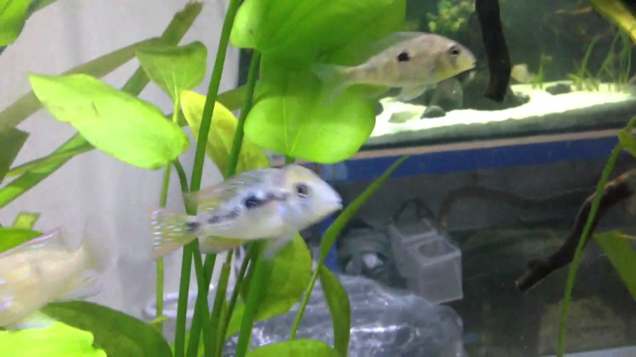 Gymnogeophagus caaguazuensis 14Jul2013