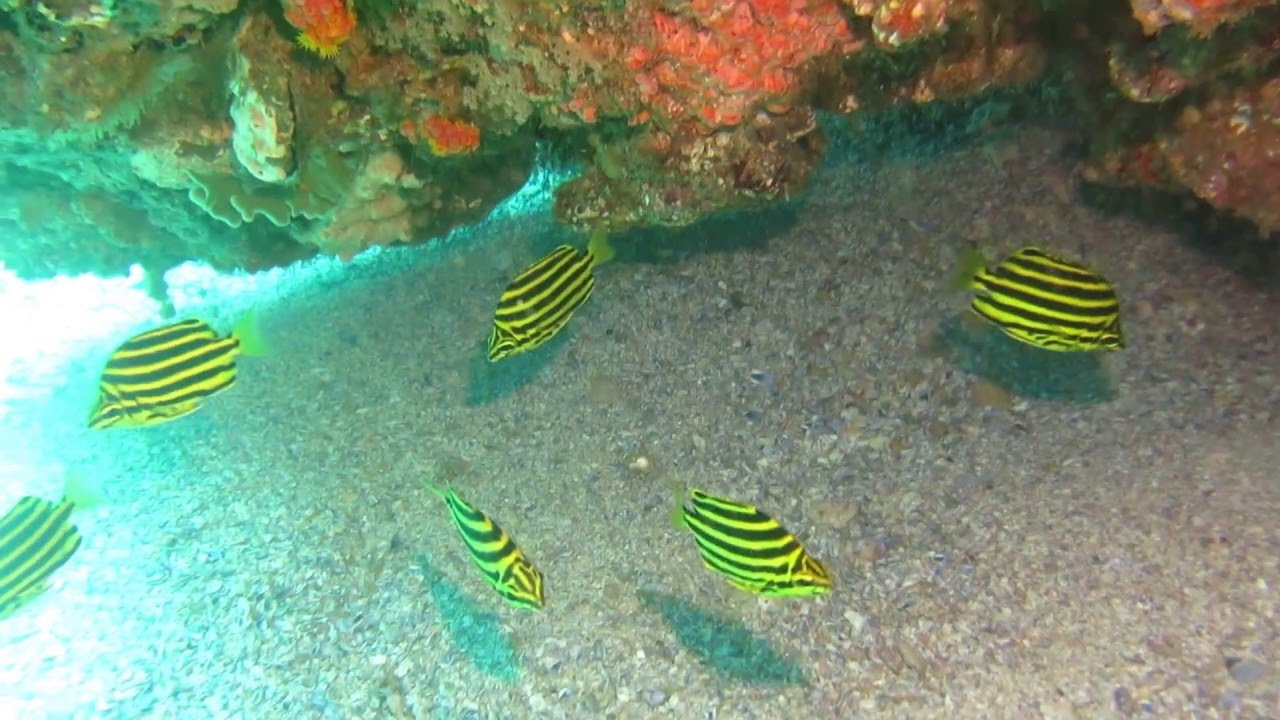 Stripey Fish ( Microcanthus strigatus), Henderson's Rock, Moreton Island
