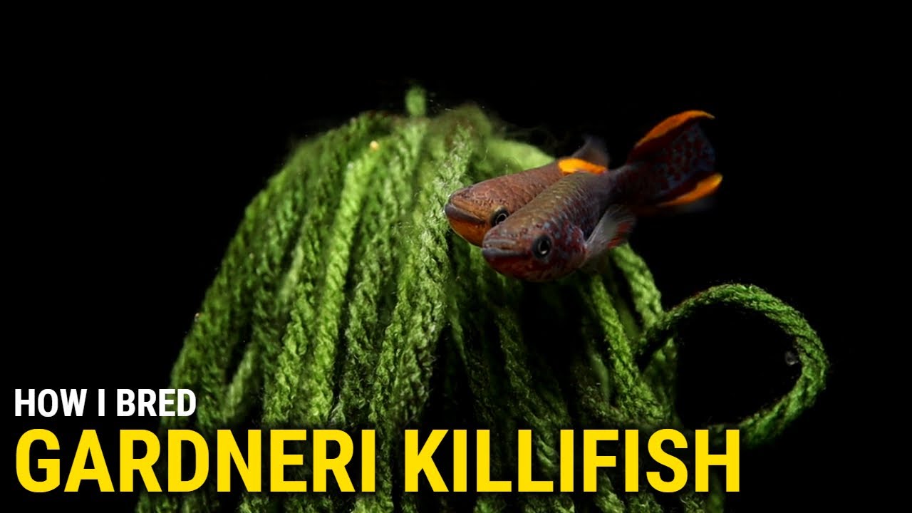 How I Bred Gardneri Killifish at Home
