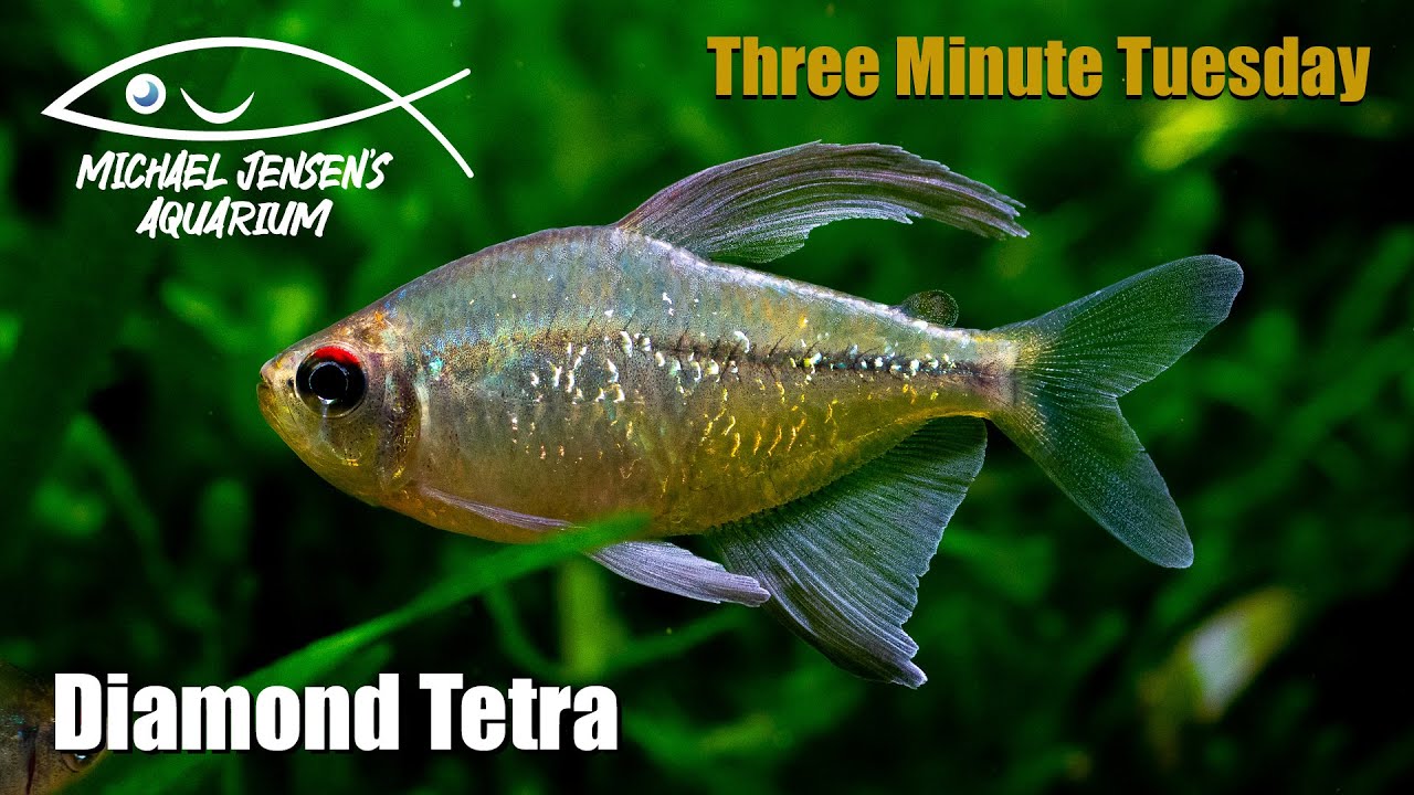 Diamond Tetra - Makunaima pittieri