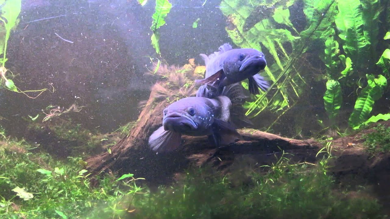 Channa asiatica pair, Snakeheads, Schlangenkopffische