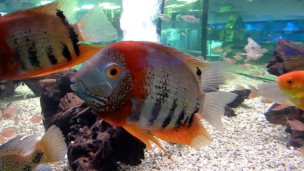 Heros Severus (Severum)